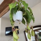 Pitcher Live Plant Big Size Hanging Basket Included