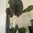 Alocasia Cuprea In Pot indoor or outdoor easy maintenance