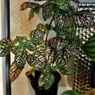 Polka Dot Plant Polka Dots Plant With Pot Included Med Size