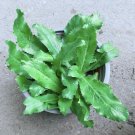 Culantro Plant Organic In Pot Fresh
