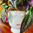 live plants indoor potted Persian Shield Purple Big Plant Ceramic Pot Include