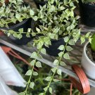 hoya Dischidia plants for sale in Basket