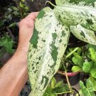 dieffenbachia plants Camouflage In Pot