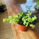 Small Indu Rope Live Plant In Vase Super Cute And Healthy!  2”