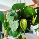 live Hearts pothos plant In Hanging Basket 8” Durable Plant Easy Care