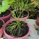 whisk fern plants In Vase Durable Plant