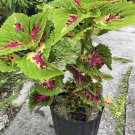 coleus live plants With Pot Med Size