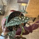 live plants indoor potted begonia with pot included