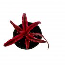 Bromelia Plant Cryptanthus bromelia Pink In Pot