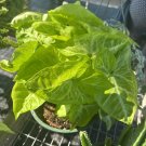 arrowheads Plant Arrow Head Plant In Basket 1 Gallon Pot