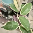 Hoya plant included the pot