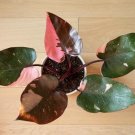 Pink princess Plant With pot Included