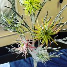 Airplant with pot included