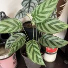peacock plant in vase