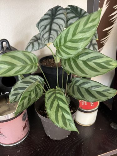 peacock plant in vase