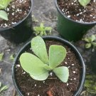 Daisy Gloriosa Plant In Pot