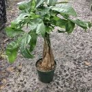 Money Tree Tall In Pot Live Plant Easy Care Indoor Or Outdoor