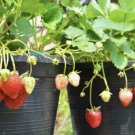 strawberry plants for sale In Pot Organic