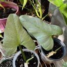 philadendrum silver sword plant in vase In Pot