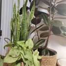 Air Purifier Live Organic Plant Bundle With Pots Included Med Size 4” Pots Apro