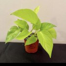 Neón Pothos Plant In Pot