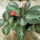 Episcia plant In Pot