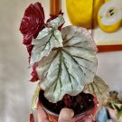 Begonias & Coleus plant with pot included choose your favorite