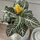 Zebra Plant In Pot