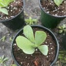 succulents live plants rooted Big Pig Ears In Pot