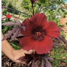 Strawbery Hibiscus Edible Organic Plant With Pot Included