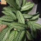 Calathea plant In vase