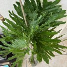 Live Plant Philodendron selloum Xl