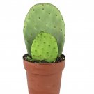 Organic nopal cactus Edible Or For Propagation With Pot Included