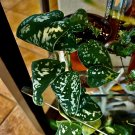 Pictus Plant With Pot Included Med Size
