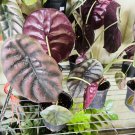 Red Secret Alocasia Plant In Vase 6” 8” Feet Tall Indoor Or Outdoor