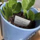 Live Plant Zz In Pot
