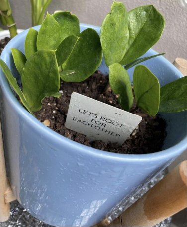 Live Plant Zz In Pot