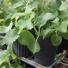 Cuban Orégano Plant In Pot Organic