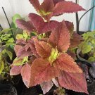 coleus Sedonia plants live Tall And Vase Included