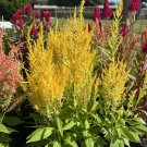 Yellow Flamingos Plant In Vase