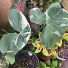 micky plant variagate in vase