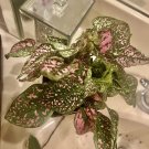live plants indoor free polka dots plant wasy maintenance