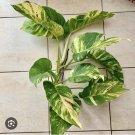 Giant Golden Pothos Plant With Base Included