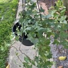 english ivy live plant In Basket