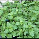 mojito mint plant Organic Un Pot