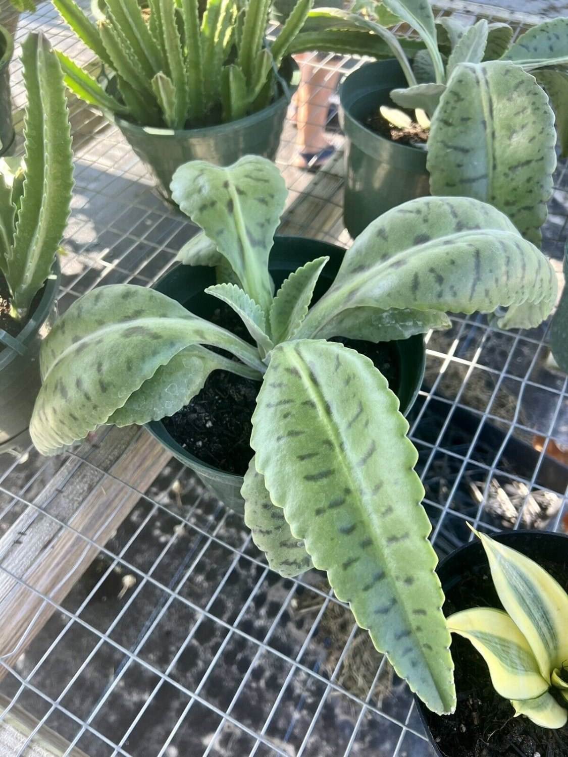 Kalanchoe Donkey Plant Kalanchoe Planta donkey giant in pot