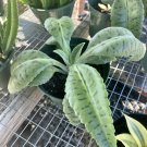 Kalanchoe Donkey Plant Kalanchoe Planta donkey giant in pot