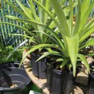 Pineapple Organic Plant In Pot