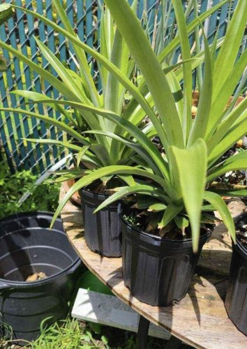 Pineapple Organic Plant In Pot