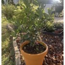 Tangerine Tree